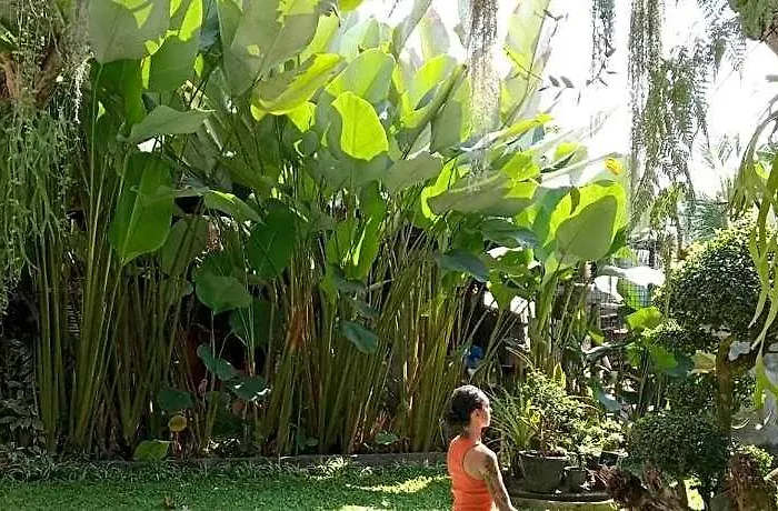 ホテル Dsari Undisan At Desa Wisata Undisan *
